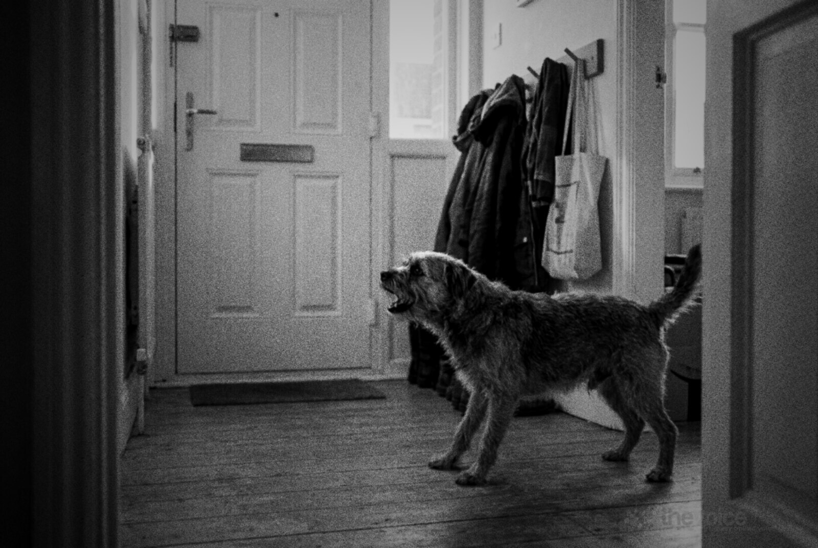 A scruffy terrier barking at the front door in a home hallway © The Voice Realm