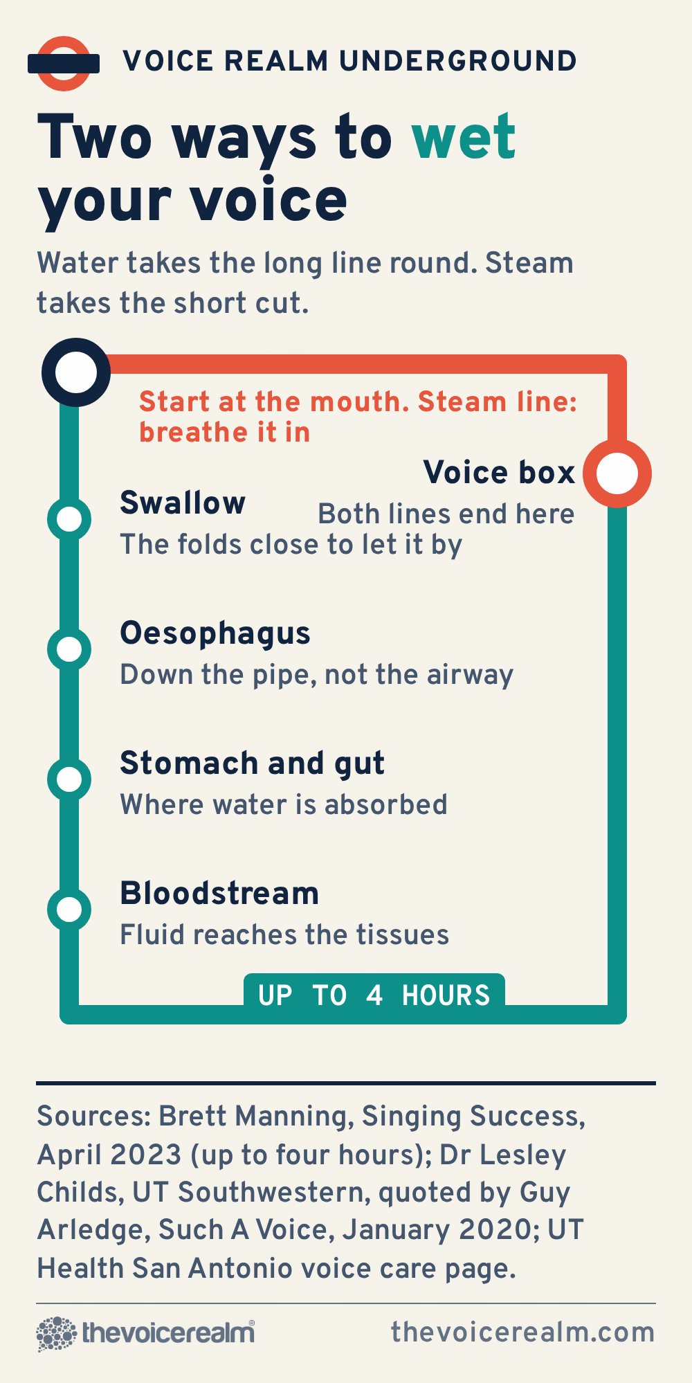 Graphic styled as a transit map: a long teal water line runs from the mouth through swallow, oesophagus, stomach and gut and bloodstream, labelled up to four hours, round to the voice box, while a short coral steam line goes straight from the mouth to the voice box © The Voice Realm