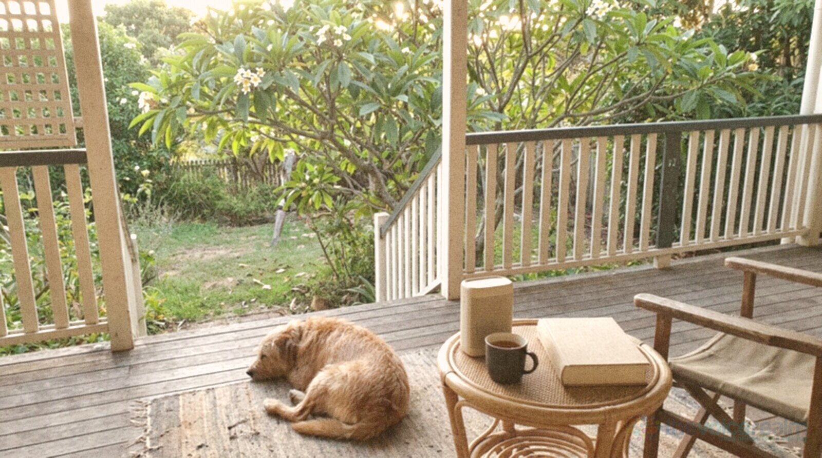 A timber Queenslander verandah in the afternoon with a portable speaker, a mug of tea and a hardback book on a cane table, and a sleeping dog on the boards beside frangipani in the garden © The Voice Realm