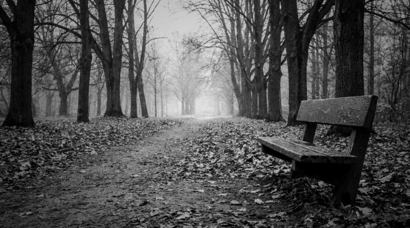 Black and white photo of an empty wooden park bench beside a misty tree-lined path covered in fallen leaves © The Voice Realm