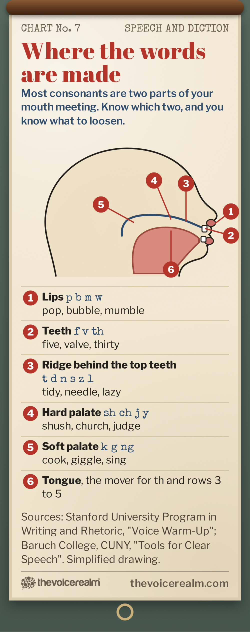 Graphic: a vintage classroom wall chart of a head in cross section showing where consonants are made: lips for p b m w, teeth for f v th, the ridge behind the top teeth for t d n s z l, the hard palate for sh ch j y, the soft palate for k g ng, and the tongue doing most of the moving © The Voice Realm